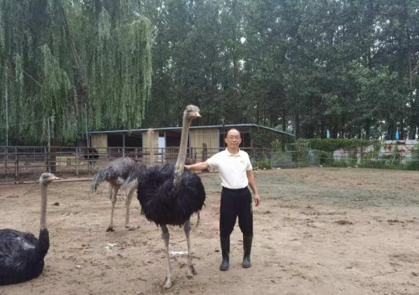 鳳陽“鴕鳥大王”韓見斌：十年培育“致富鳥”，帶動50余戶增收